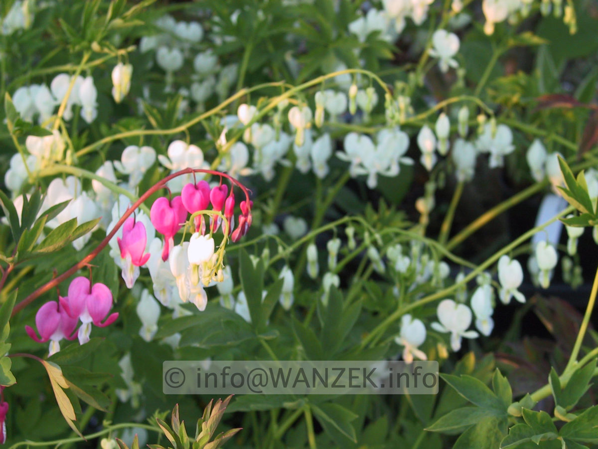 Dicentra spectabilis Alba z unscharf.JPG